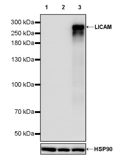 LICAM Recombinant Rabbit mAb (SDT-2594-39)