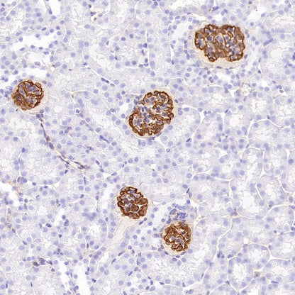Synaptopodin Recombinant Rabbit mAb (SDT-3331-4)