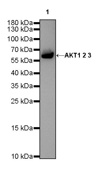 Akt (pan) Recombinant Rabbit mAb (SDT-R169)
