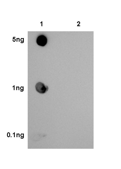 Tau (phospho T231) Recombinant Rabbit mAb (SDT-177-1)