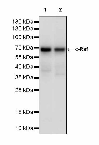 c-Raf Recombinant Rabbit mAb (S-2718-61)