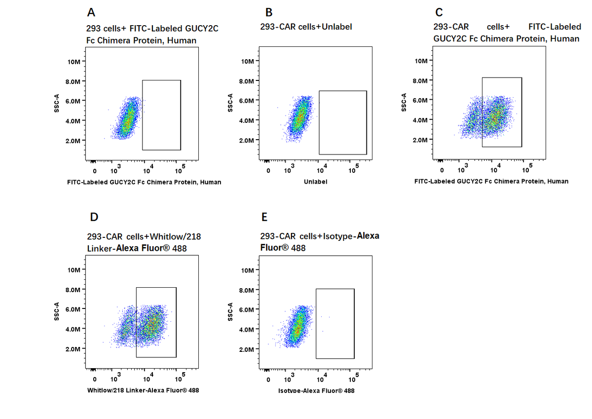 FITC-Labeled GUCY2C Fc Chimera Protein, Human