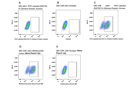 FITC-Labeled GUCY2C Fc Chimera Protein, Human