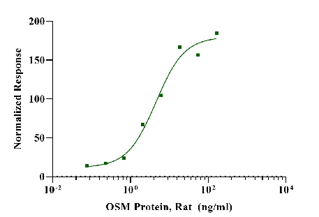 OSM Protein, Rat