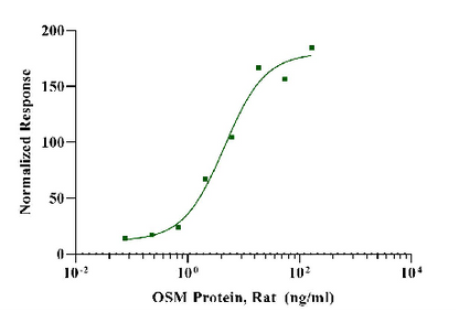 OSM Protein, Rat
