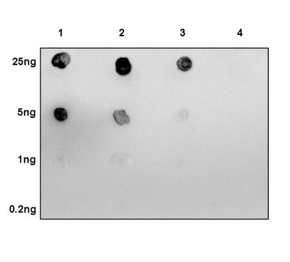 Histone H3 (acetyl K4 + K9 + K18) Rabbit polyclonal antibody