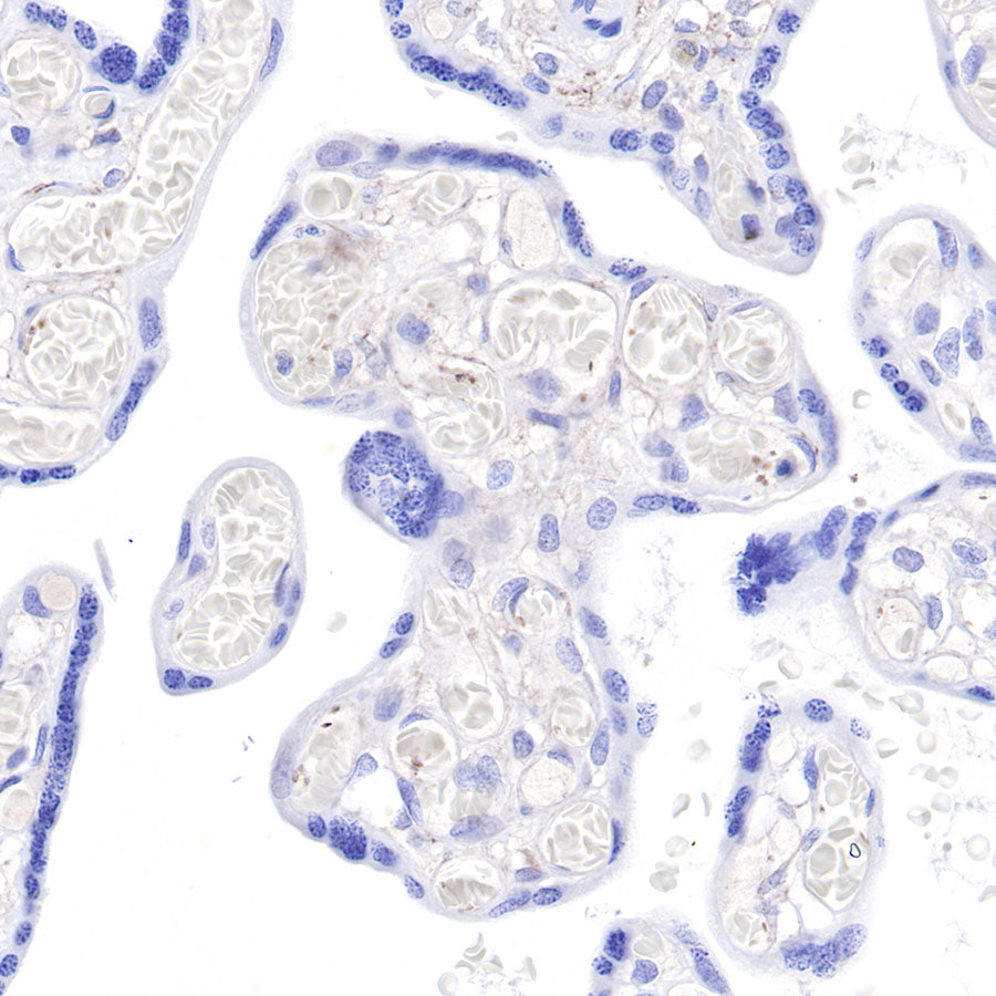 CD9 Recombinant Rabbit mAb,PBS Only (SDT-143-53)