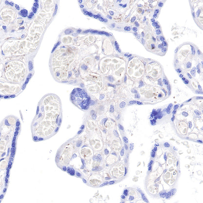 CD9 Recombinant Rabbit mAb,PBS Only (SDT-143-53)