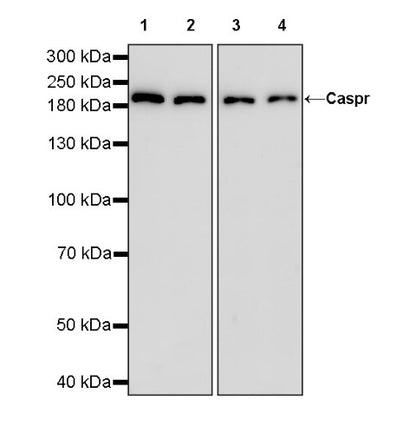 Caspr Recombinant Rabbit mAb (S-1706-1)