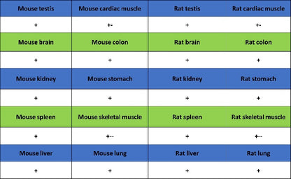 GORASP2 Recombinant Rabbit mAb (S-2526-47)