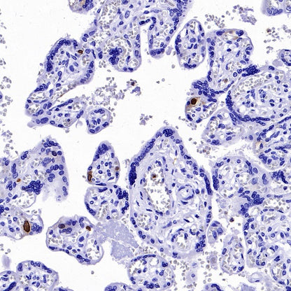 Cyclin A2 Recombinant Rabbit mAb (S-2554-2)