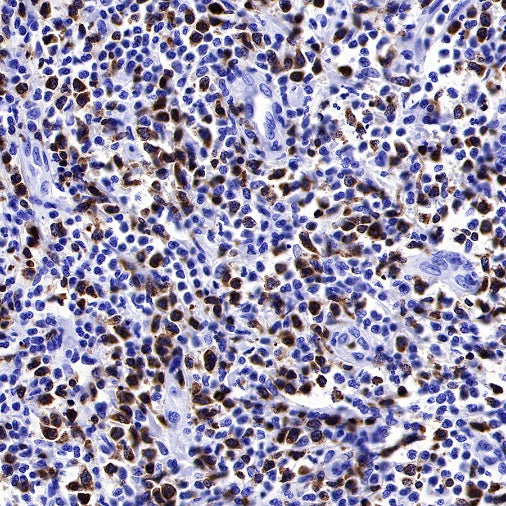 CD3 epsilon Mouse mAb (SDT-570-36)