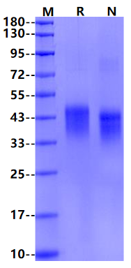 Biotinylated TREM2 His&Avi Tag Protein, Human