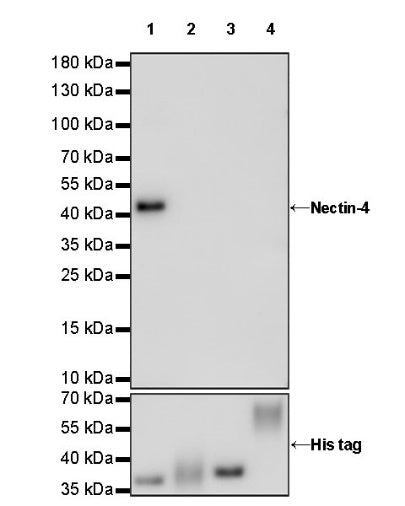 Nectin-4 Recombinant Rabbit mAb (SDT-277-326)