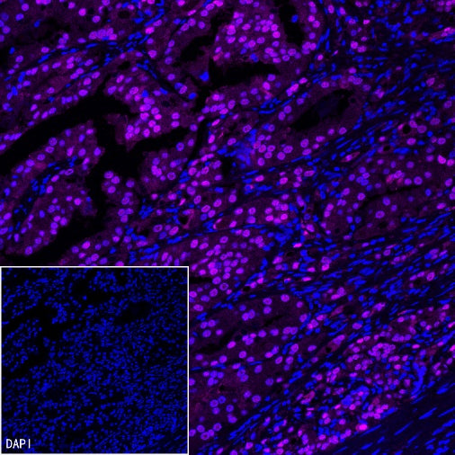 FOXA1 Recombinant Rabbit mAb, PBS Only  (SDT-2779-17)