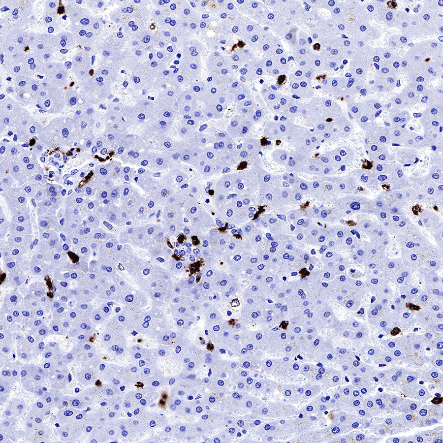 MPO Recombinant Rabbit mAb (SDT-224-19)