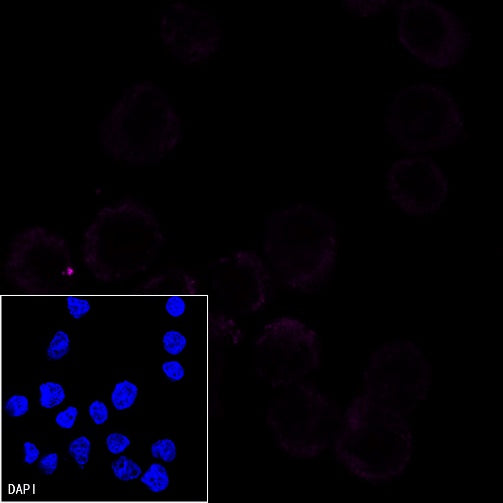 His tag (C-terminal) Recombinant Rabbit mAb (Alexa Fluor® 647 Conjugate) (S-1398-10)