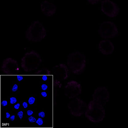His tag (C-terminal) Recombinant Rabbit mAb (Alexa Fluor® 647 Conjugate) (S-1398-10)