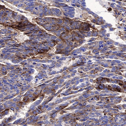 CD82 Recombinant Rabbit mAb (S-673-44)