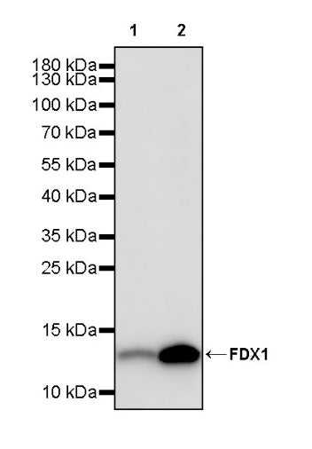 FDX1 Recombinant Rabbit mAb (S-3587-58)
