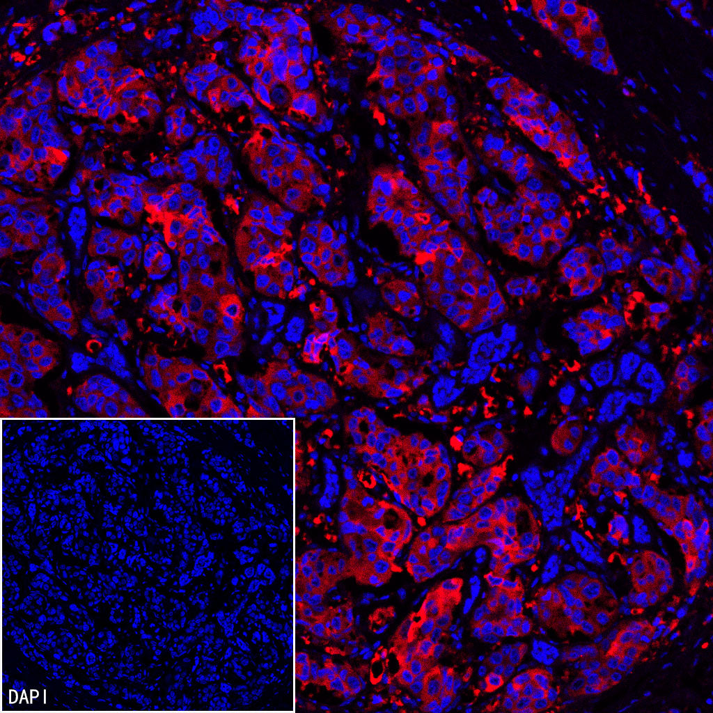 FASN Recombinant Rabbit mAb (Alexa Fluor® 594 Conjugate) (S-682-32)