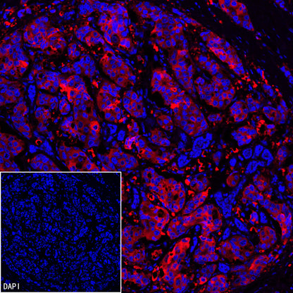 FASN Recombinant Rabbit mAb (Alexa Fluor® 594 Conjugate) (S-682-32)