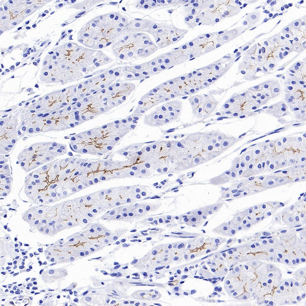 ZO-1 Recombinant Rabbit mAb