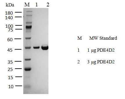 PDE4D2 His Tag Protein, Human