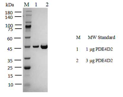 PDE4D2 His Tag Protein, Human