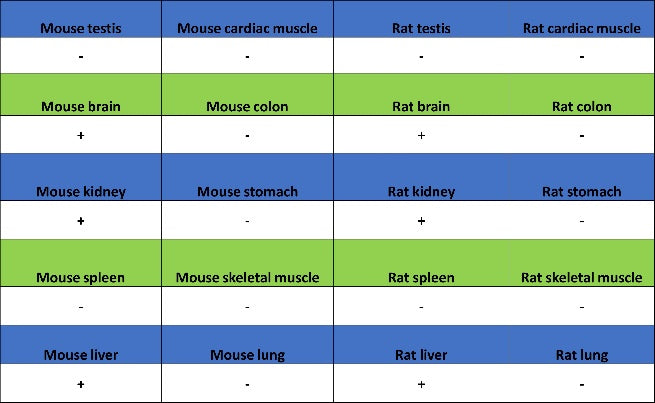 CBS Rabbit Polyclonal Antibody