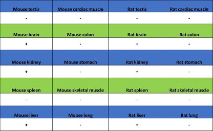 CBS Rabbit Polyclonal Antibody
