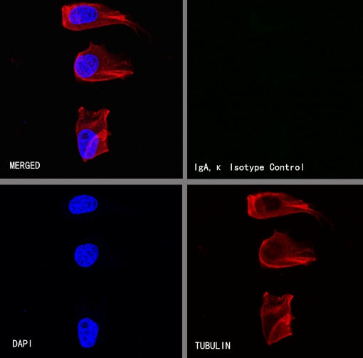 Mouse mAb IgA, κ Isotype Control (S-844-79-1)