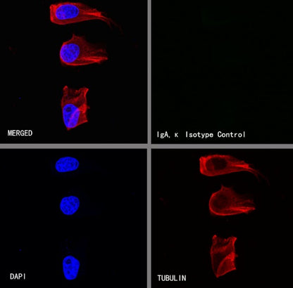 Mouse mAb IgA, κ Isotype Control (S-844-79-1)