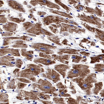 DLAT Rabbit Polyclonal Antibody