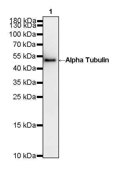 Alpha Tubulin Recombinant Mouse mAb (S-5704)