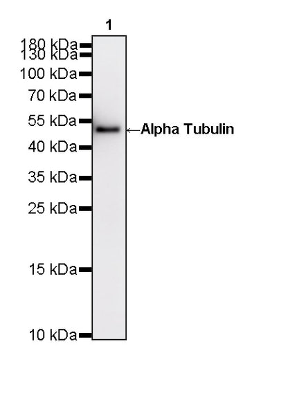 Alpha Tubulin Recombinant Mouse mAb (S-5704)