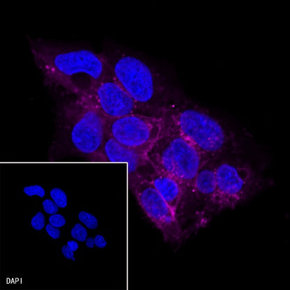 GLUT-1 Recombinant Rabbit mAb (Alexa Fluor® 647 Conjugate) (SDT-047-53)