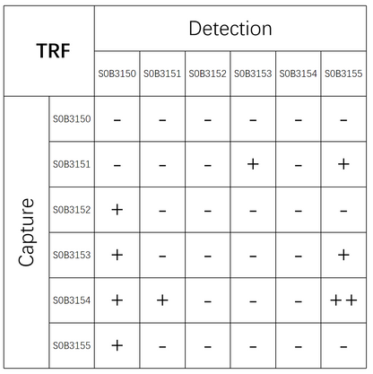 TRF Recombinant Rabbit mAb (SDT-613-22)