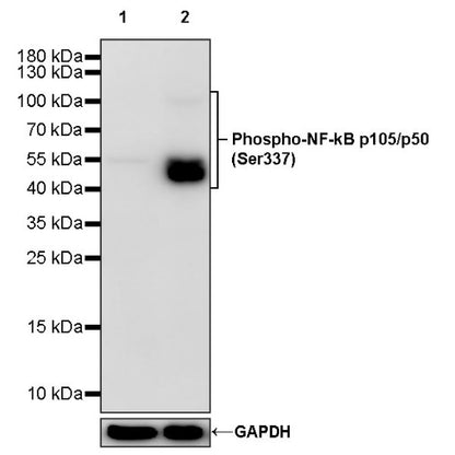 Phospho-NF-kB p105/p50 (Ser337) Recombinant Rabbit mAb (S-1127-19)