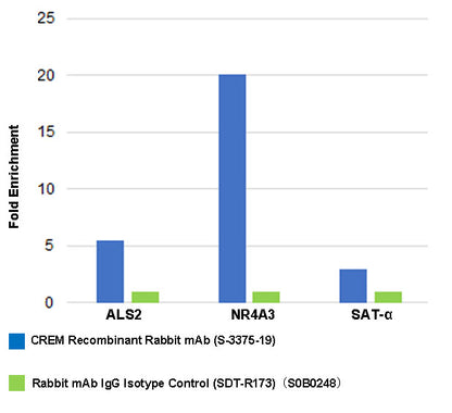 CREM Recombinant Rabbit mAb (S-3375-19)