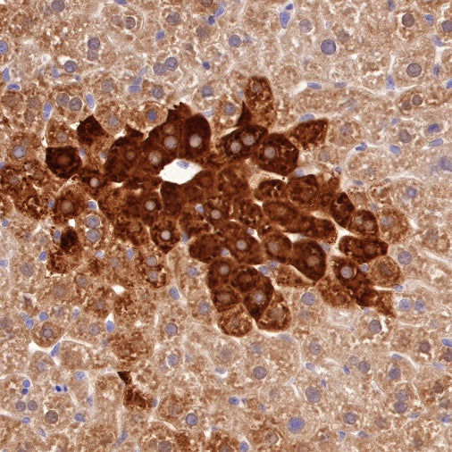Glutamine Synthetase (GS) Recombinant Rabbit mAb (SDT-549-25)