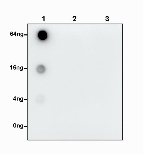 S-RMabMixTM K-ε-GV Rabbit mAb
