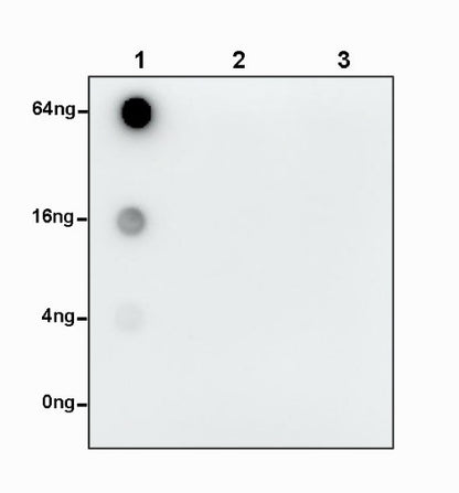 S-RMabMixTM K-ε-GV Rabbit mAb