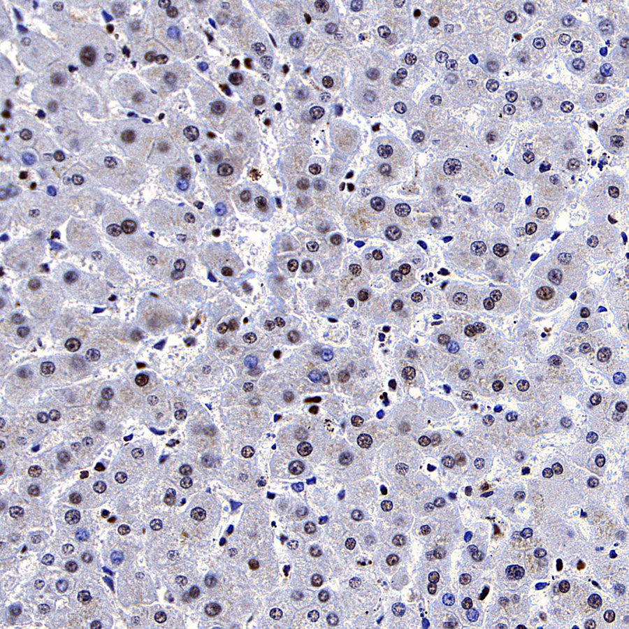 RBBP4 Rabbit Polyclonal Antibody