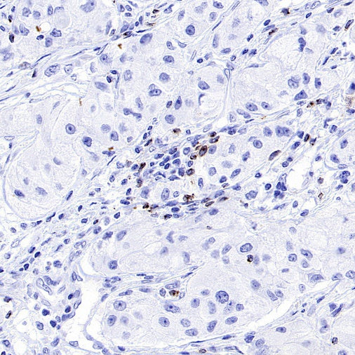 LAG3 Recombinant Rabbit mAb (S-671-74)