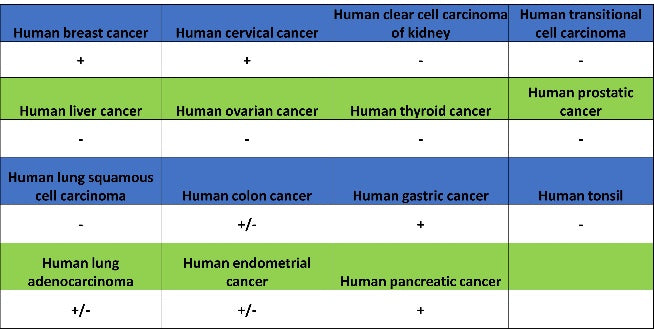 S-RMab® Caspase-7 Recombinant Rabbit mAb (S-1539-42)