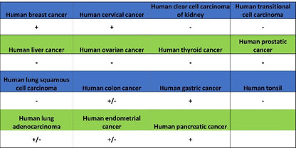 S-RMab® Caspase-7 Recombinant Rabbit mAb (S-1539-42)
