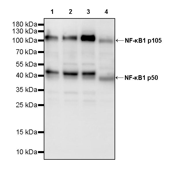 NF-κB1 p105/p50 Recombinant Rabbit mAb (S-3588-77)
