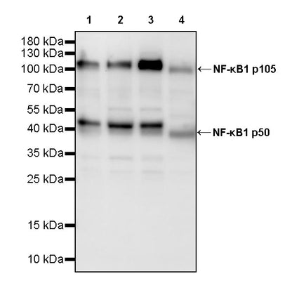 NF-κB1 p105/p50 Recombinant Rabbit mAb (S-3588-77)