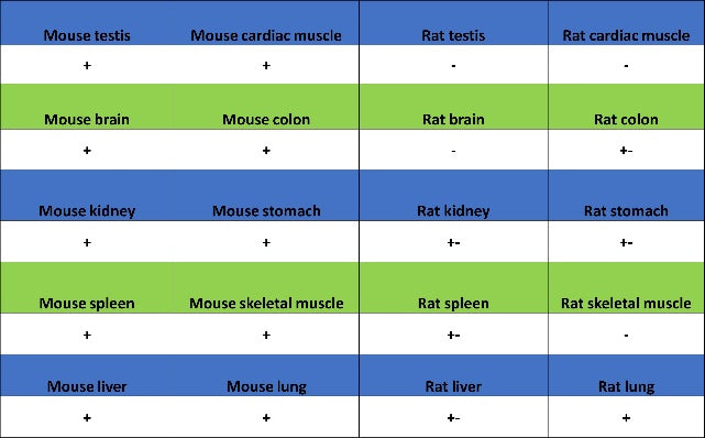 COX1/Cyclooxygenase 1 Recombinant Rabbit mAb (S-1478-48)